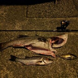 満月メバルはリアクションバイトで…