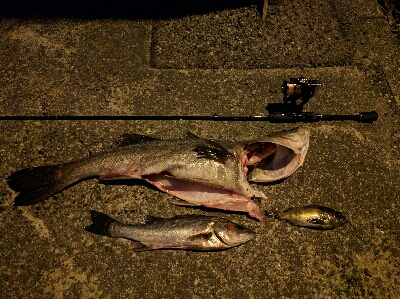 満月メバルはリアクションバイトで…