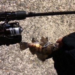 デビュー戦@福良