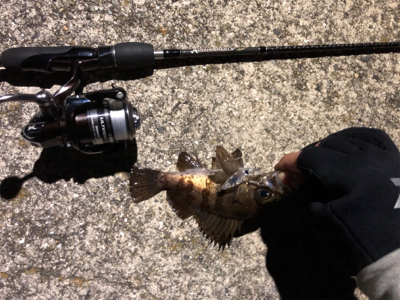 デビュー戦@福良