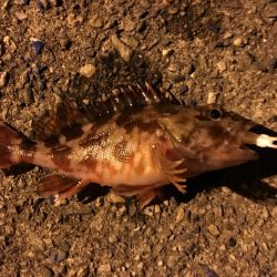 爆風の中ガシラに癒され