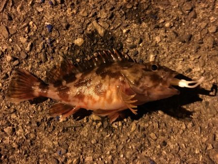 爆風の中ガシラに癒され