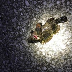 魚が釣りたくて