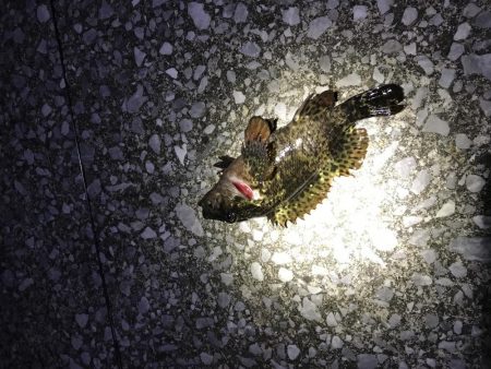 魚が釣りたくて