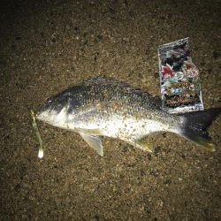 リッツで購入した竿の試し釣り