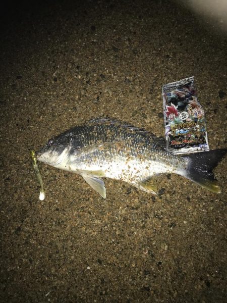 リッツで購入した竿の試し釣り