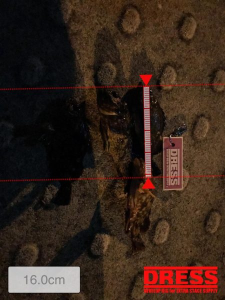 久しぶりにあったかく釣り来ました