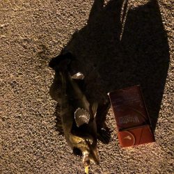 やっと釣れたメバル