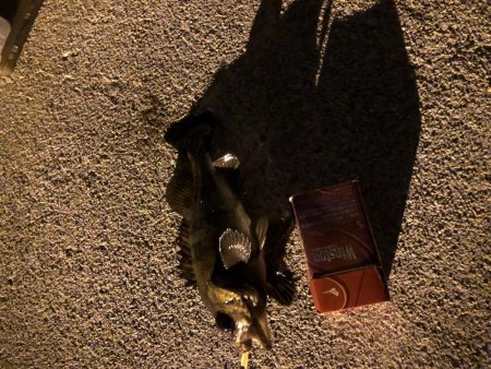 やっと釣れたメバル