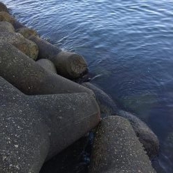 テトラで穴釣り