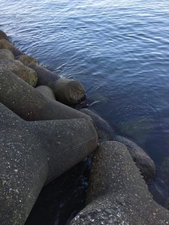 テトラで穴釣り
