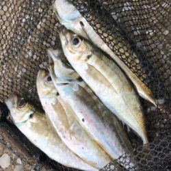 春のあけぼのあじんぐ(釣行 其の拾弐)