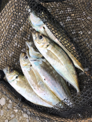 春のあけぼのあじんぐ(釣行 其の拾弐)