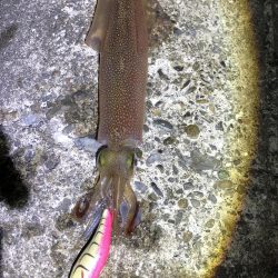 まだまだ釣れてまーす！