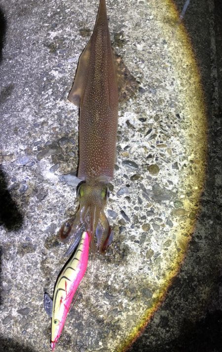 まだまだ釣れてまーす！