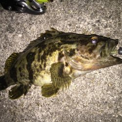 根魚は裏切らない！