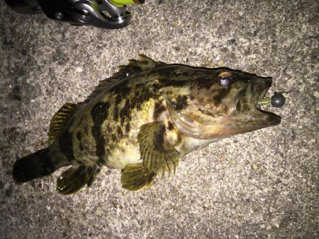 根魚は裏切らない！