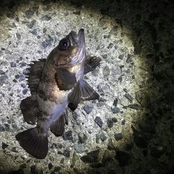 思い通りには・・・