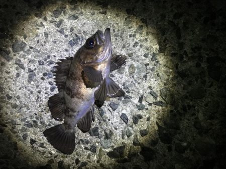 思い通りには・・・