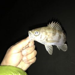 出張メバリング