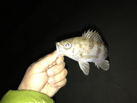 出張メバリング