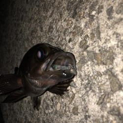 平日深夜のメバリング