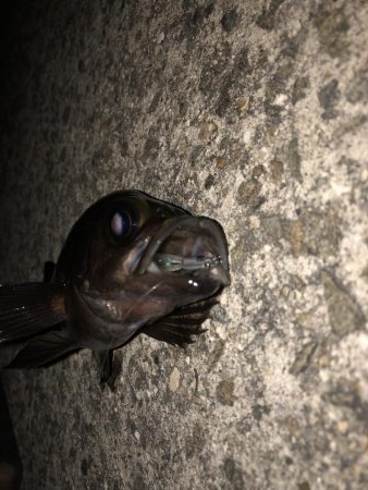 平日深夜のメバリング