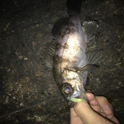 強風下のメバリング