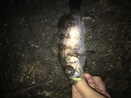 強風下のメバリング