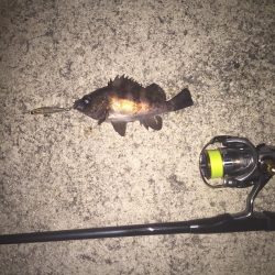 メバルプラッキングが楽しくて！