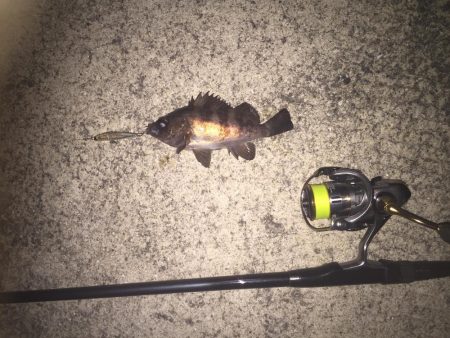 メバルプラッキングが楽しくて！