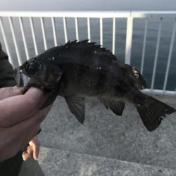 アナハゼ も楽しい！