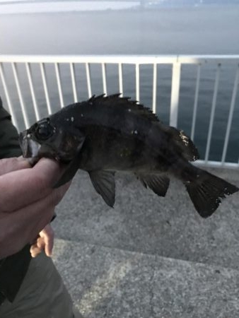 アナハゼ も楽しい！