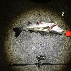 シーバスゲット！