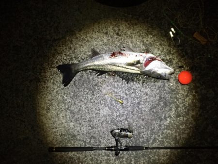 シーバスゲット！