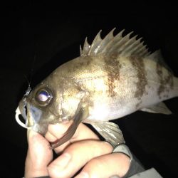メバリング釣行第６弾