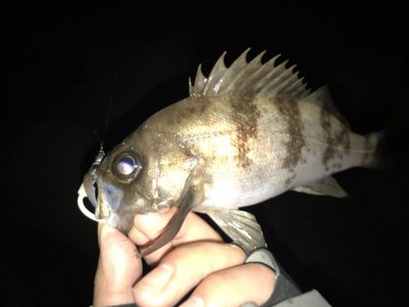 メバリング釣行第６弾