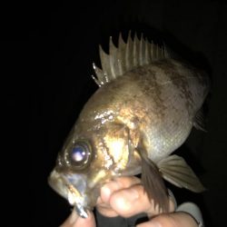 メバリング釣行第4弾