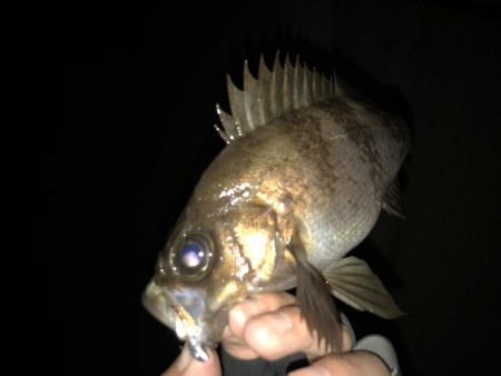 メバリング釣行第4弾