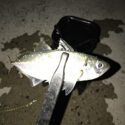 アジング釣行記