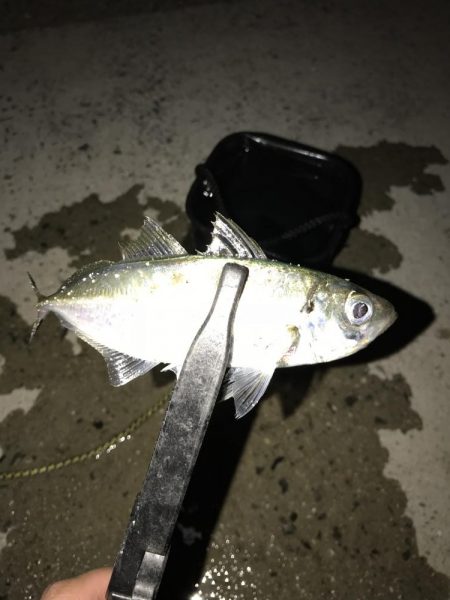 アジング釣行記