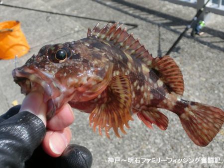 まだまだ渋いベランダ釣行