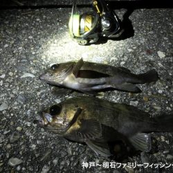静寂な中でメバル2匹