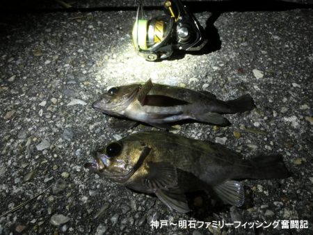 静寂な中でメバル2匹