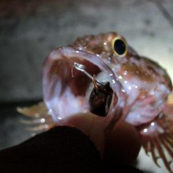 強風激流で頑張ってみたが