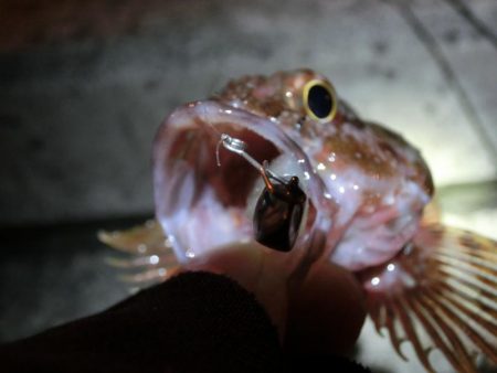 強風激流で頑張ってみたが