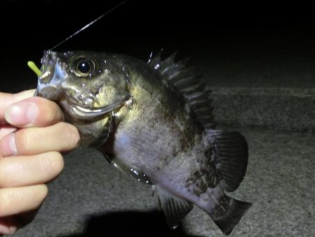 爆風大荒れの中の釣果