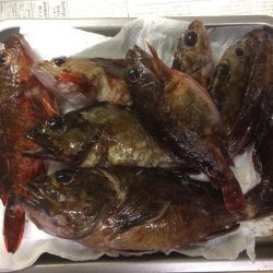 ようやく複数釣果