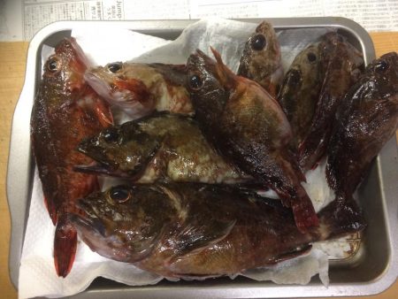 ようやく複数釣果