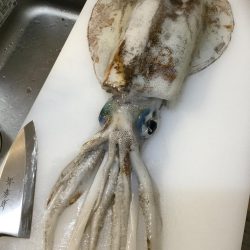 春イカ狙ってきました。